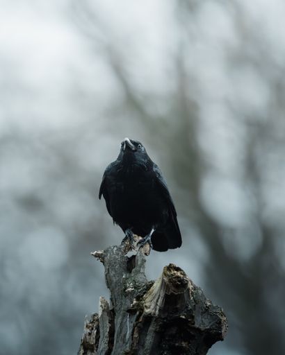 A Crow perched atop a decaying tree trunk, illuminated against a bright blue sky