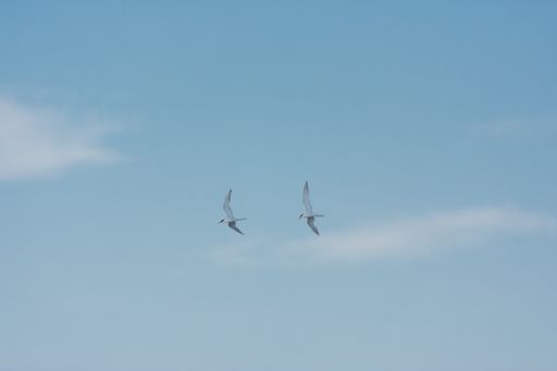 A couple of wild birds flying in formation on a sunny summer day in a blue sky