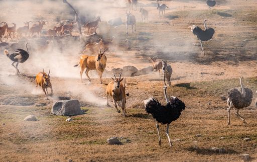 The ostriches, zebras, and antelopes running away from the smoke