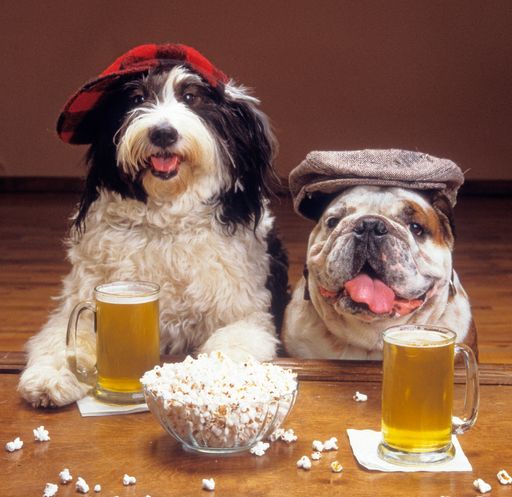 A humorous shot of two funny dogs with hats sitting at the bar and drinking beer with popcorn