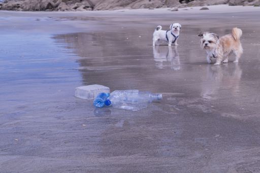 The plastic bottle waste and dogs on the beach - environmental pollution concept