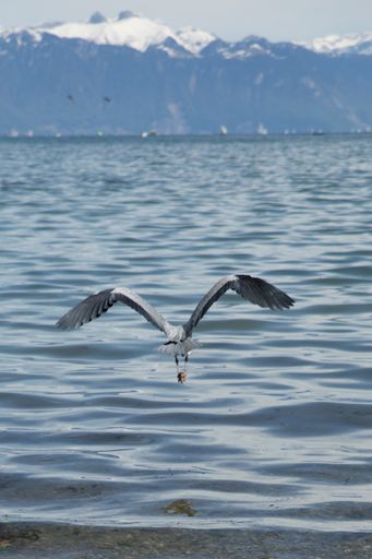 A lakeside hero on the shores of Lake Geneva