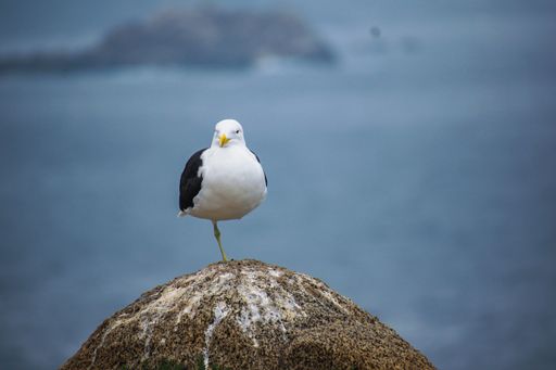 A seagull perched atop a rocky outcrop overlooks the vast expanse of the ocean.