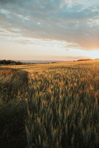A vertical shot of a gorgeous field of wheat during sunset with the sun shining brightly in the sky