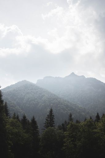 A vertical shot of a foggy forest with pine trees and mountains covered in mist in the background
