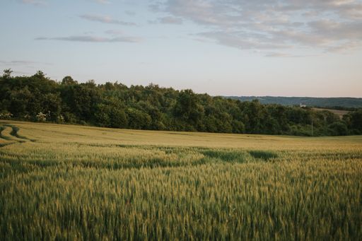 A sunny day in the countryside with a field of tall grass and wheat surrounded by thick trees