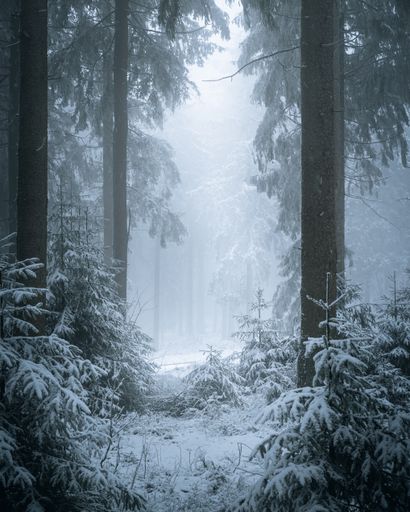 A winter scene of a vast forest with an abundance of trees blanketed in white snow