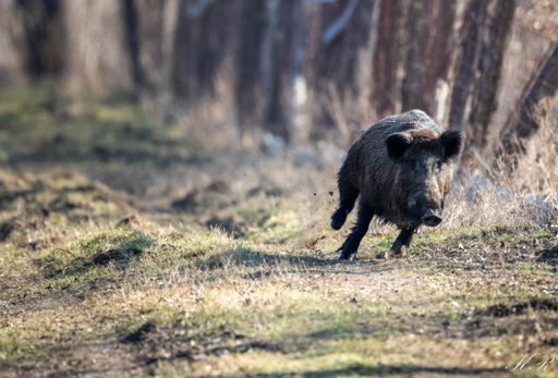 A black boar running through the forest under the sunlight with a blurry background