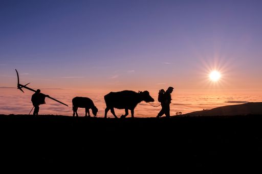 The silhouettes of a farmer and livestock on mountaintop