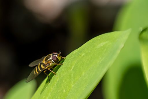 A selective focus shot of a fly on a thick green leaf under sunlight