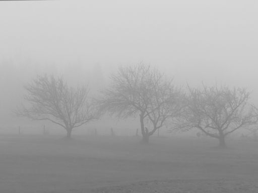A black and white metal print featuring a picturesque countryside scene of several trees surrounded by fog in a rural farm atmosphere during the night