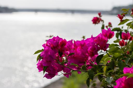 A selective focus shot of bougainvillea with a river and bridge in the background