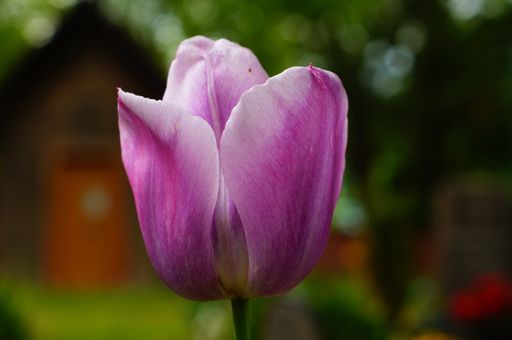 A pink mottled tulip blossom in a cemetery.