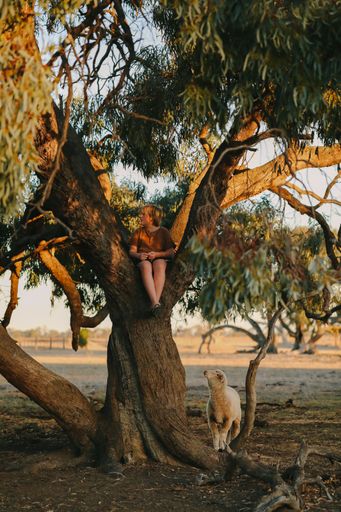 A vertical shot of a young Caucasian boy sitting on a tree with a sheep in the meadow at sunset