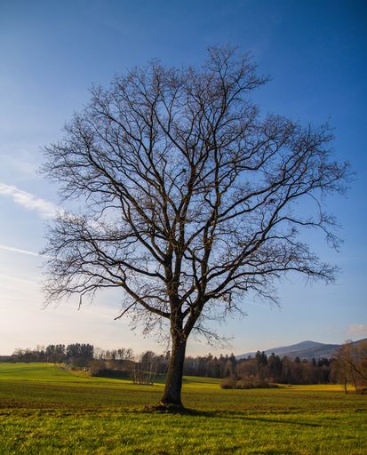 A barren tree stands in a green field against the background of a blue sky