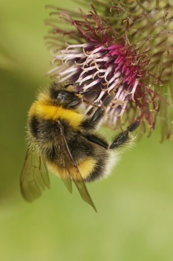 Natural vertical closeup on a white-tailed bumblebee , Bombus lucorum on a purple thistle flower