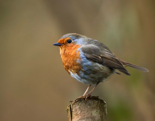 A small bird perched atop a wooden post