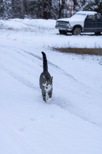 A vertical shot of a cat running a road covered by snow