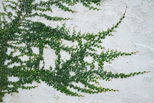 Climbing ivy on white wall, Chiang Mai Thailand.