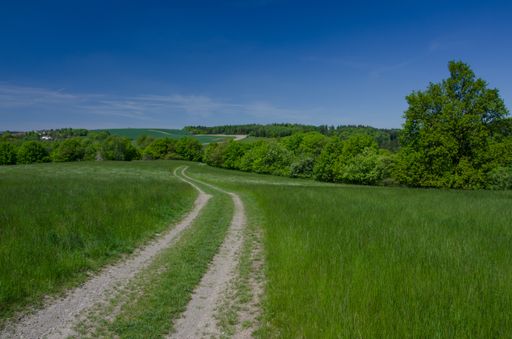 A trail of tire tracks through a meadow