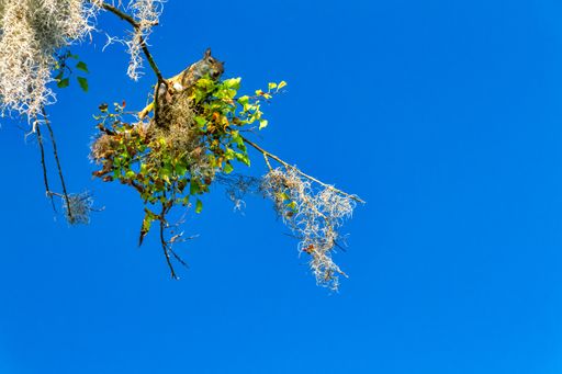 I low angle shot of a squirrel feeding in a tree at Circle-B-Bar Reserve in Florida.