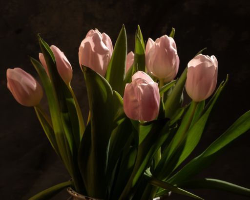 pink tulip bouquet in the morning light as a symbol of love