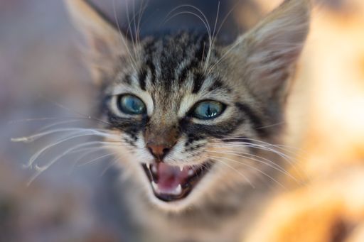 A closeup shot of a cute little meowing kitten against a blurred background