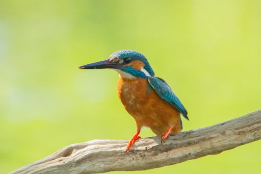 A selective focus shot of a common kingfisher bird perched on a branch during daylight