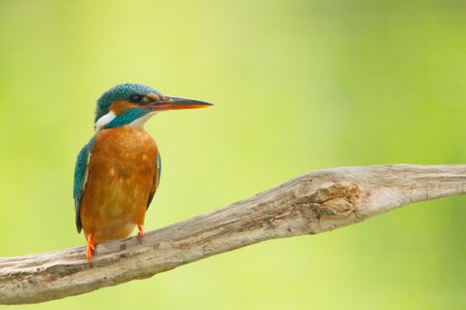 A selective focus shot of a common kingfisher bird perched on a branch during daylight