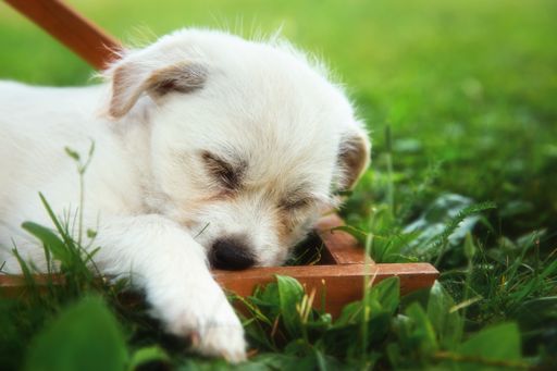 A closeup of a small Labrador Retriever sleeping on the grass under the sunlight