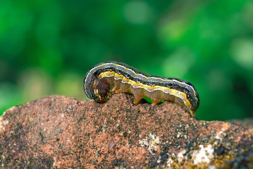 A closeup shot of a worm on stone
