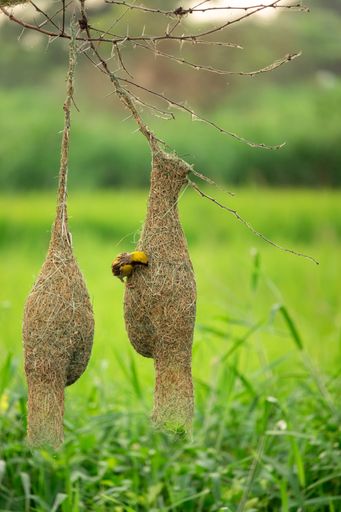 A vertical shot of a baya bird weaving its pendant nest hanging from a tree