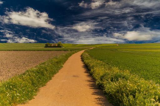 A path surrounded by agricultural fields on a cloudy day