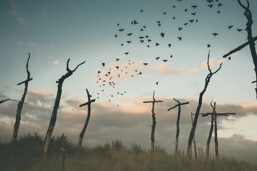 Bird cementery with wood crosses on the grass