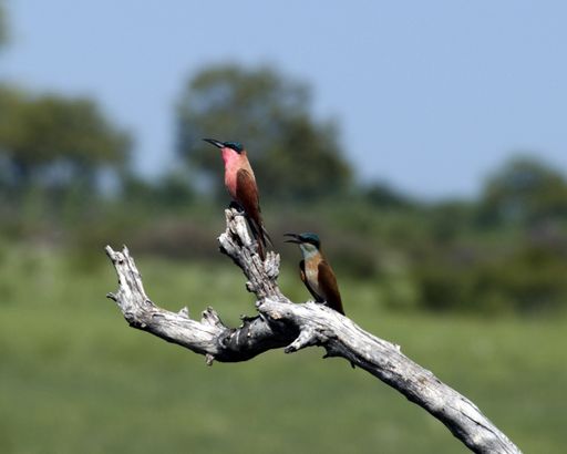 Two birds perched on a dry branch against a clear sky