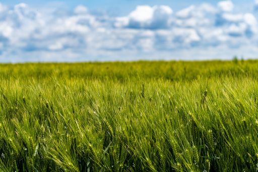 A selective focus shot of green wheat ears in a field