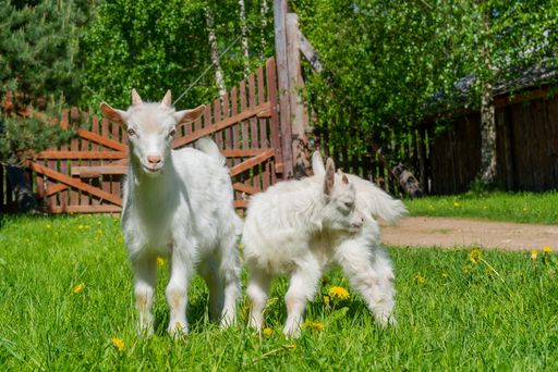 A closeup shot of two baby goats on a meadow