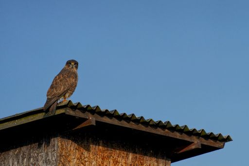 A low angle shot of a common buzzard perched on a roof on a clear day