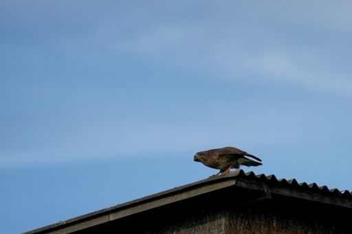 A low angle shot of a common buzzard perched on a roof on a clear day