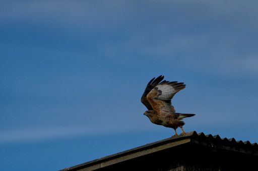 A low angle shot of a common buzzard landing on a roof on a clear day