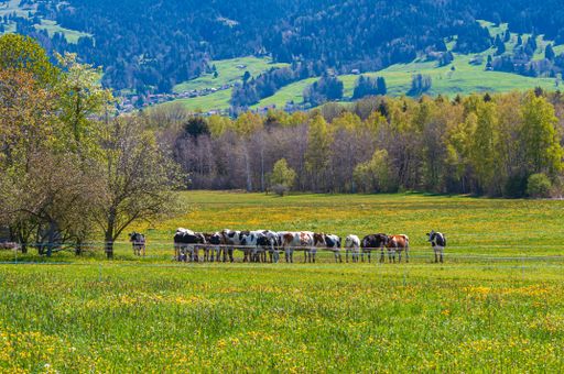 A herd of cattle grazing in the Fribourg, Switzerland