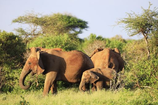 A family of elephants in Tsavo East National park, Kenya, Africa