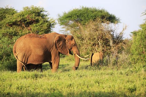 An elephant walking in Tsavo East National park, Kenya, Africa