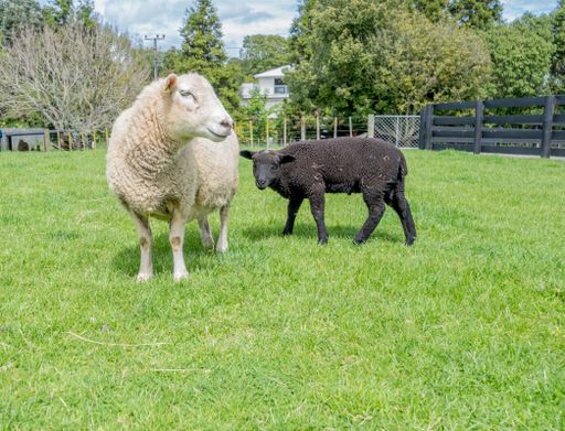 A closeup white mother sheep with black wooly lamb in a green grassy field