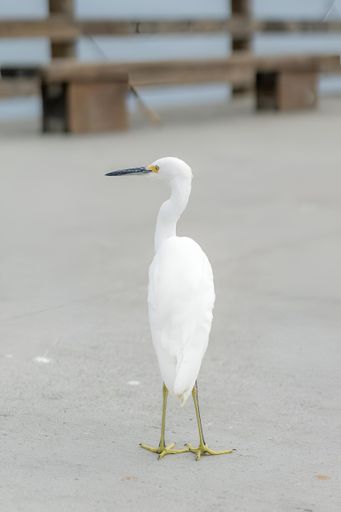 A white bird perched near a sandy beach bench