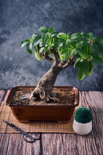 A vertical closeup shot of a small exotic plant growing in a pot