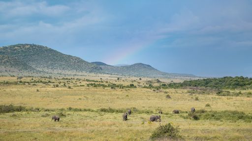 Majestic elephants gracefully stride through a vibrant, verdant field in the heart of Africa, with a magnificent mountain range
