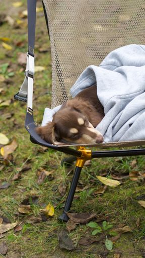 An adorable domestic dog peacefully slumbers on a comfortable chair in a park