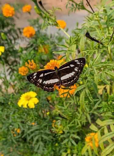 An exquisite butterfly gracefully perched on a vibrant orange blossom