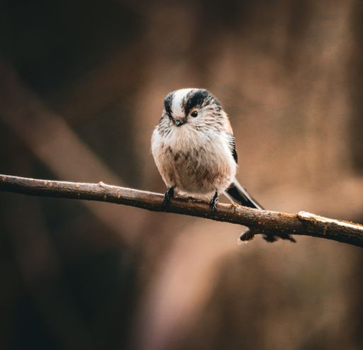 A beautiful Long tailed tit bird gracefully perched on a branch
